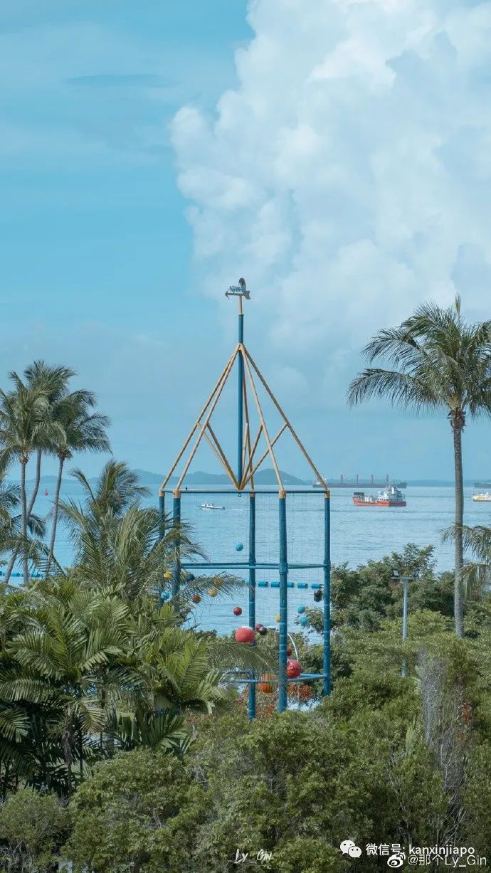 剧毒水母出没圣淘沙，这两周建议不去附近游泳