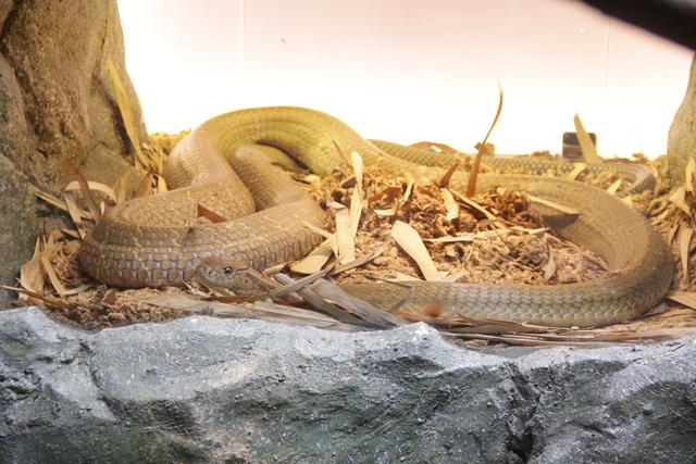 世界十大动物园之一：新加坡动物园，确实不一样