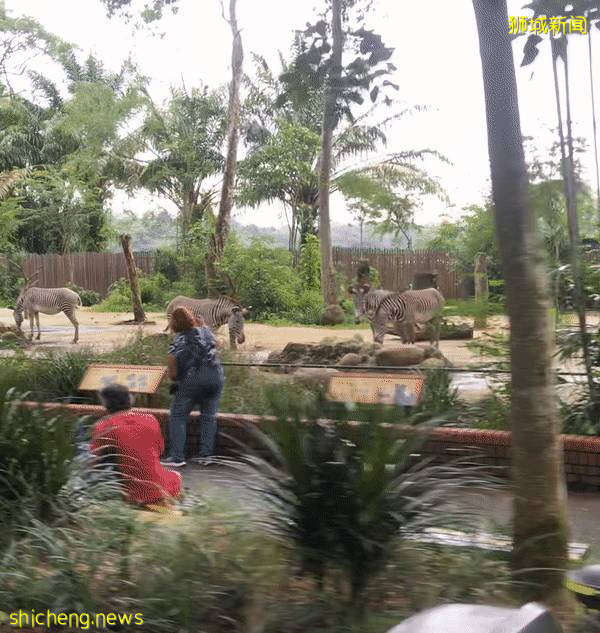 僅2天！新加坡動物園最牛的餵動物之旅，8折！還有幻光雨林和4大園5.5折起，搶啦