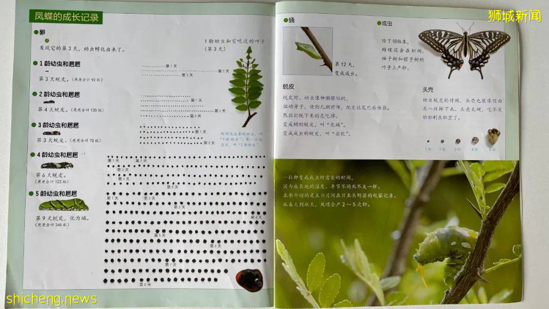 別人家養貓養狗當寵物,我兒子卻喜歡在新加坡養毛毛蟲