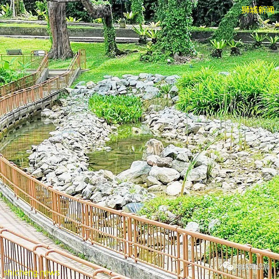 你知道新加坡爲什麽還被稱爲海綿城市嗎