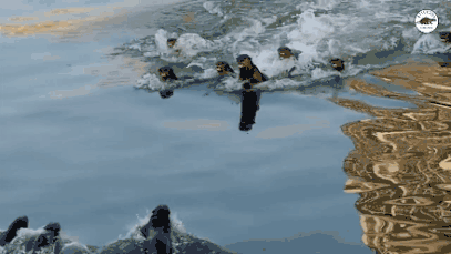 在新加坡，你見過熱戀中的水獺嗎