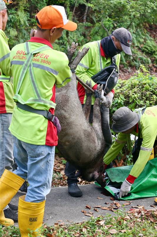 大野猪遭撞毙横尸 4车连环撞乘客伤