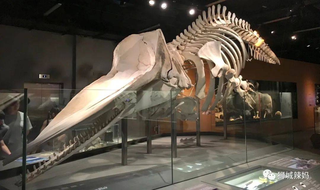 恐龍化石、抹香鯨骨架、初代巨星阿明……100W+動植物標本竟然藏在新加坡這個地方