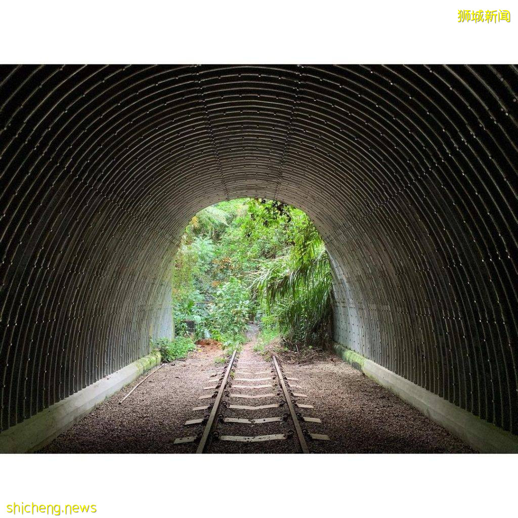 现实版《千与千寻》同款神秘隧道，直接通到Clementi Forest原始森林 