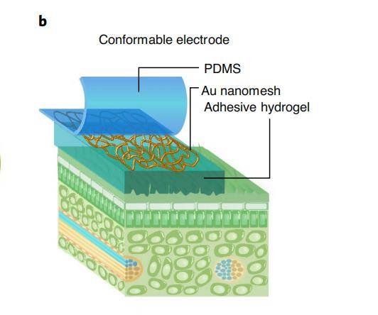 植物也能聯網!新加坡科學家研發植物機器人,可用于觀測植物健康和病蟲害預警