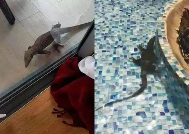 “惊!我在新加坡上厕所,竟然遇到了ta,差点吓尿!”