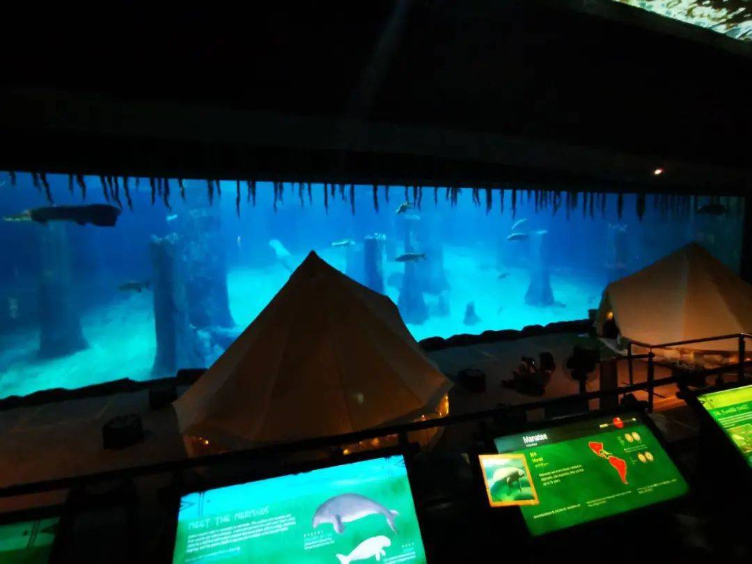 新加坡河川動物園有豪華帳篷過夜啦!本周最新活動彙總