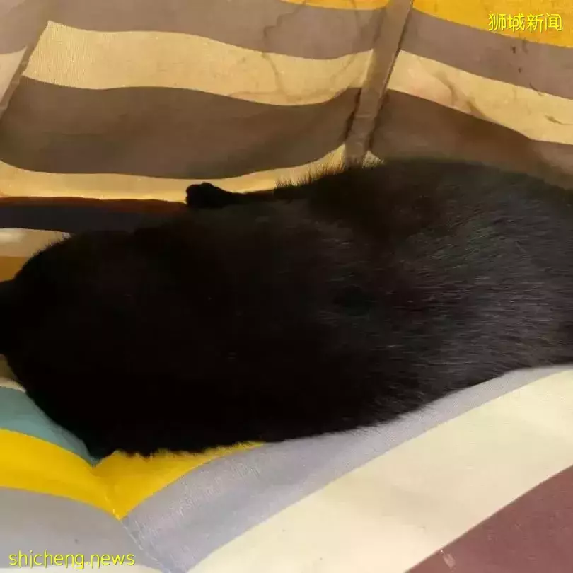 聊天、喝咖啡、撸貓……新加坡愛寵人士聚會好去處,軟萌貓咪等你來