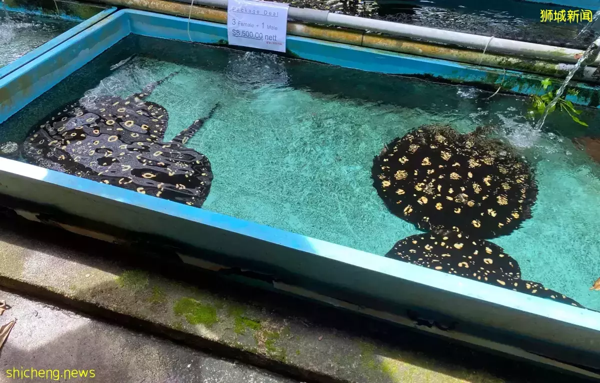 租约到期无处搬无奈结业 渔场急降价为鱼找新主 