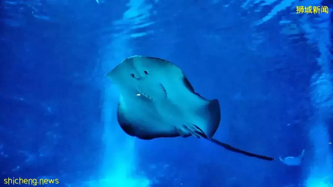 又是想去新加坡旅游的第N+1天！先收藏这份‘新加坡旅行攻略’来解馋吧