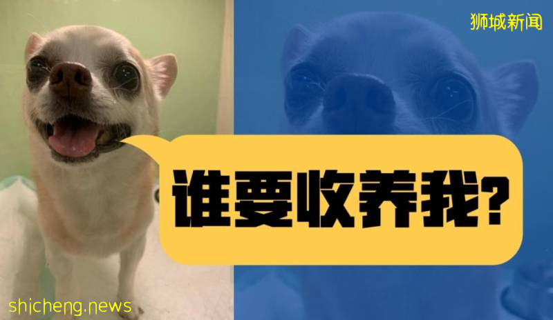 患心脏病的狗狗就得安乐死吗，兽医阻止并重新寻找爱心主人