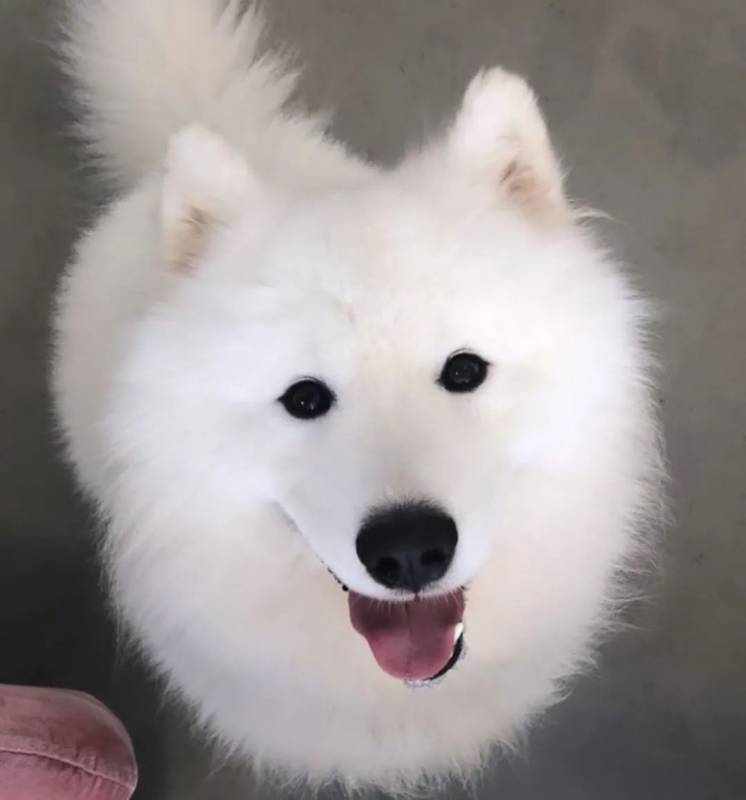 新加坡狗咖合集，快來被治愈吧