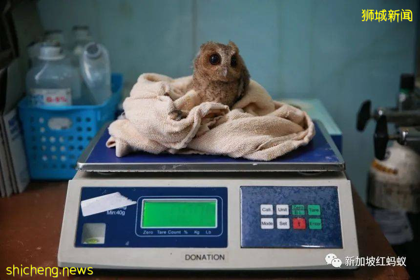 新加坡飛禽公園設有禽類專科醫院　裏面的“病人”最輕5克最重50公斤