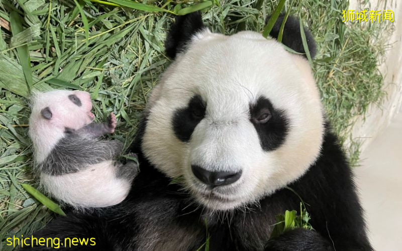 大熊貓幼崽顯露“熊貓眼” 嘉嘉獲贊“超級媽媽” .