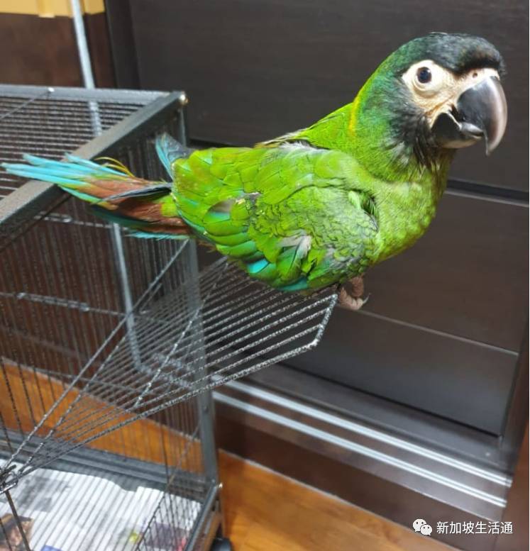 鹦鹉“離家出走” 新加坡男子懸賞2000元尋找