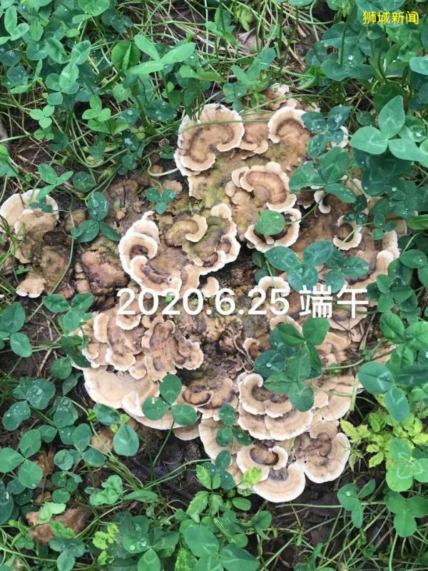 新加坡大雨一直下,媽媽這個是啥蘑菇?能吃嗎?額