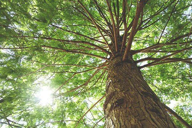 前晚,新加坡电闪雷鸣!美丽也很危险