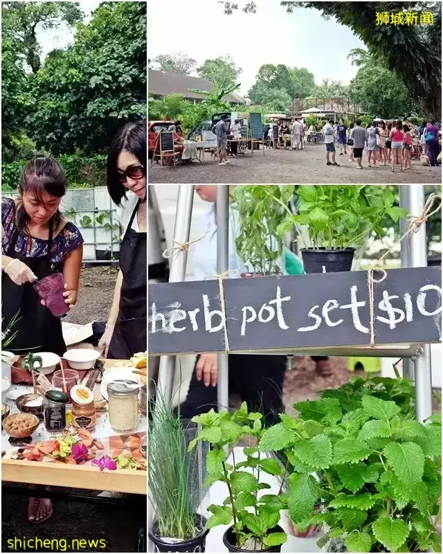新加坡：开放城市农场 从农场直达餐桌