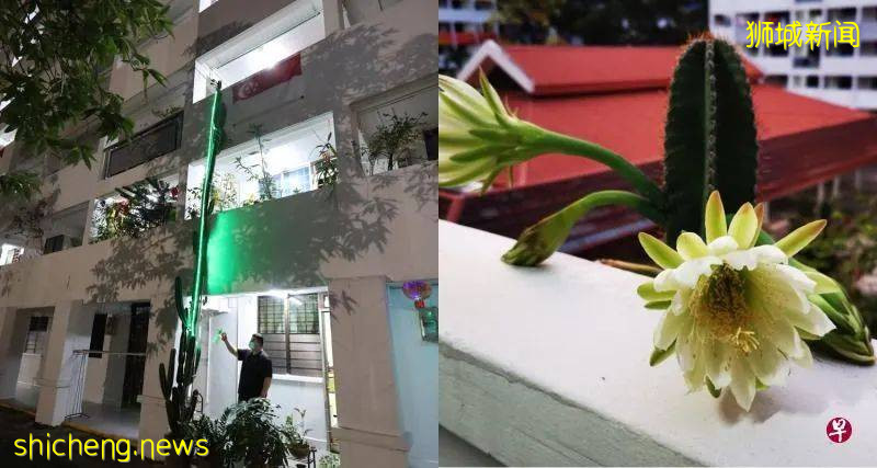 三层楼高仙人掌成狮城邻里“地标”