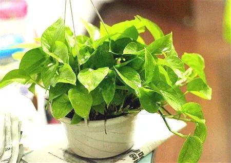 在新加坡哪裏買綠植最合適？走起來