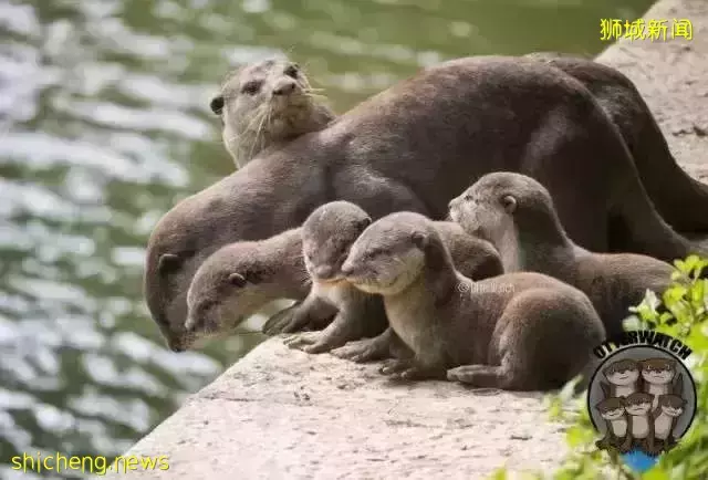 在新加坡，你見過熱戀中的水獺嗎