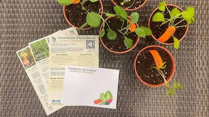 新加坡HDB屋顶开始大规模种菜！以后想吃小白菜上楼顶摘