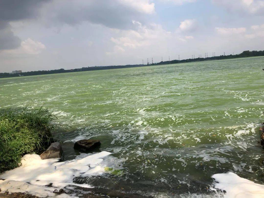 罕見!新加坡聖淘沙這條河變成了粉色,驚現大批死魚!39年創記錄暴雨太作了