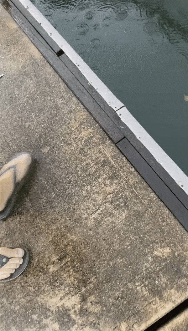 新加坡海域出现罕见海兔！会释放紫色毒素，要小心