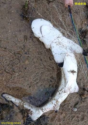 请保护新加坡生物多样性,禁止使用断子绝孙网