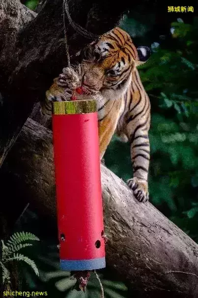 實拍亮燈！2022年“春到河畔”場面宏大，還有這麽多好玩的