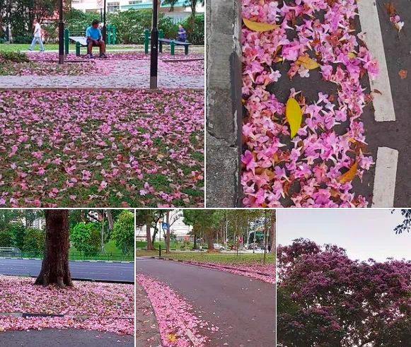 “新加坡櫻花”全島綻放中 你打卡了嗎