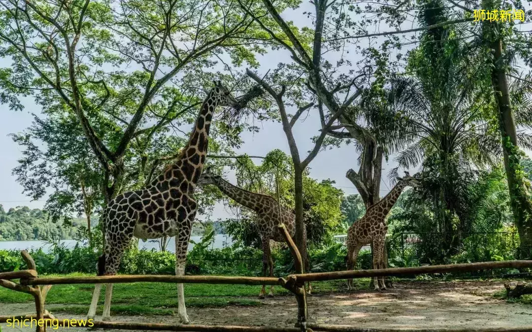 新加坡没狮子为啥叫“狮城”?这些奇奇怪怪的冷知识,你知道吗