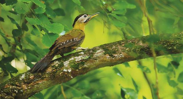 新加坡拍鸟之行