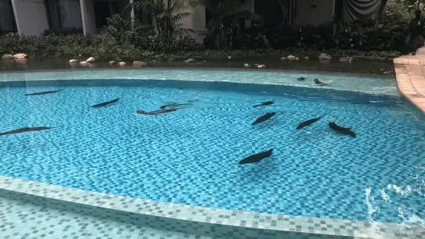 闯入公寓泳池、吃光鱼塘锦鲤!这群玩意在新加坡太嚣张了
