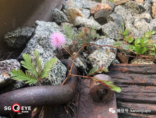 昨天小長假人山人海，武吉知馬老鐵路成新景點！前生今世大揭秘
