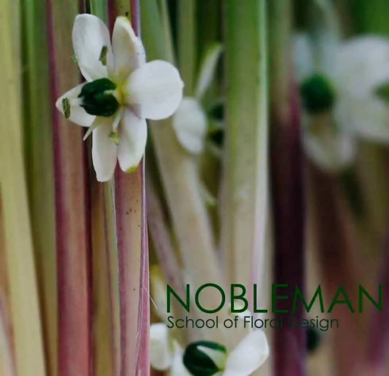 射箭、騎馬、卡丁車、花藝...新加坡的周末原來可以這麽好玩