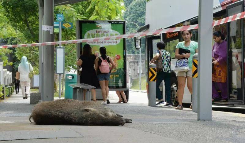新加坡的野生动物也太不好惹了吧