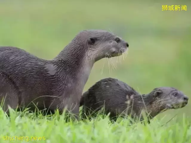 在新加坡的東北部,有個隱秘的小島!不用坐船,每天限時開放