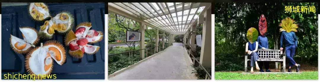 新加坡【D11區】中央核心CBD紐頓永久地契新公寓 10 evelyn【頂級名校學區房】