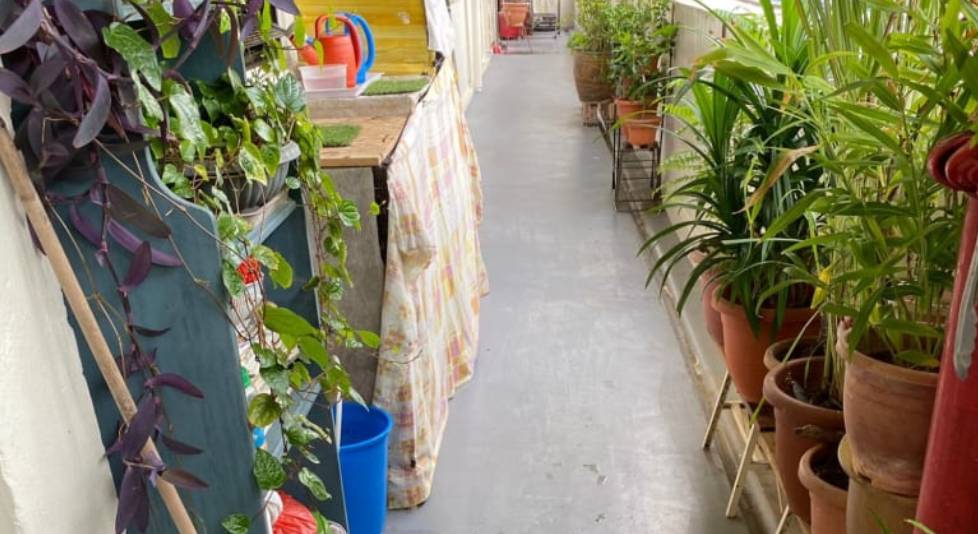 快過年了，竟有人在新加坡組屋走廊開“養雞場”，30只好熱鬧