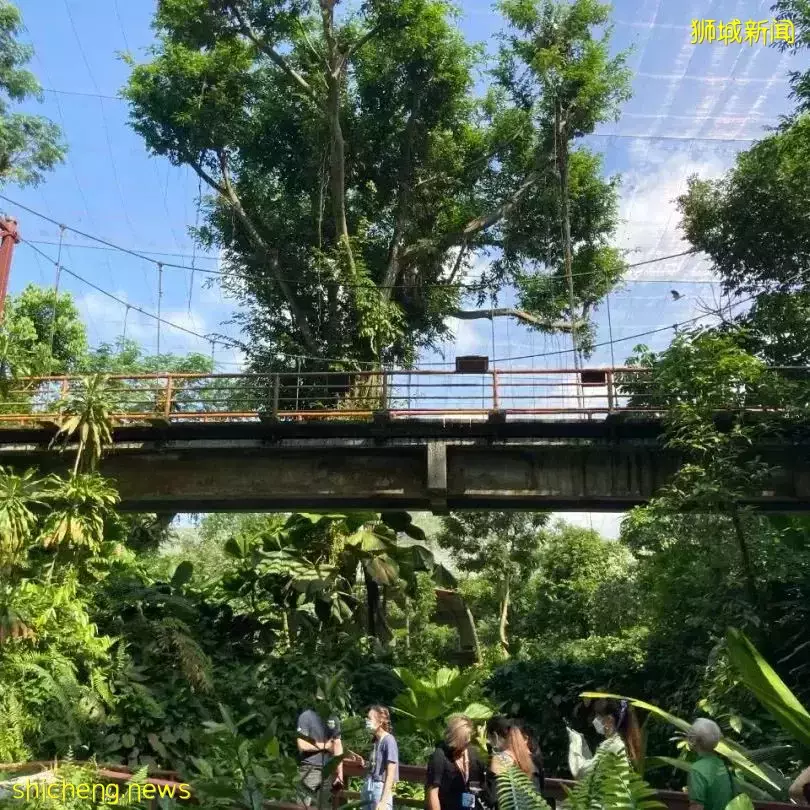 小朋友超爱！裕廊飞禽公园露营！和火烈鸟一起度过美好夜晚