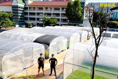 新加坡爲“農”狂，居家種子追加40萬套、校園化身農家樂!