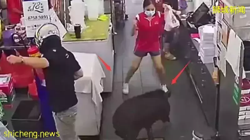 新加坡野猪伤人事件,现场画面首次曝光