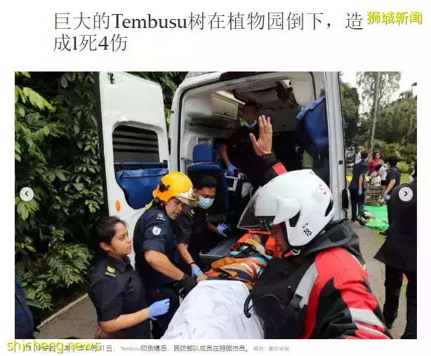 新加坡大树又双叒叕倒了!险砸5岁女孩,家长一定要注意