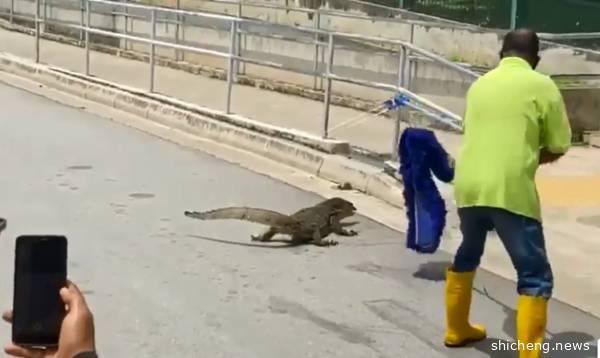 拖把赶不走 反遭四脚蛇甩尾反抗