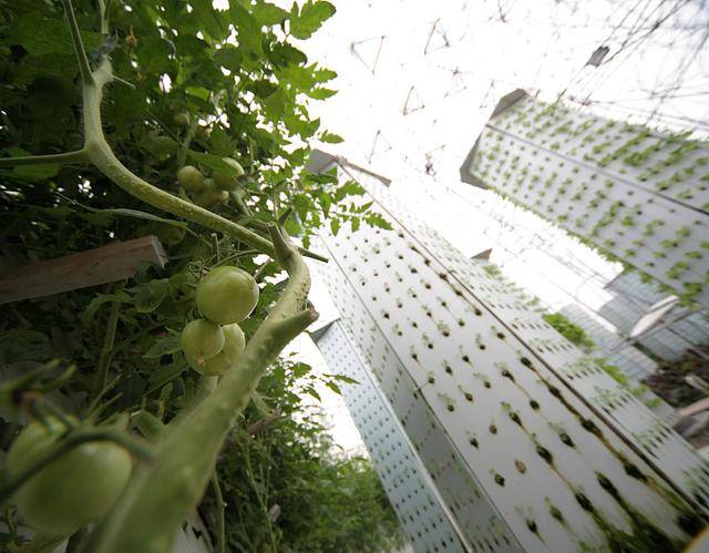 看新加坡农业发展模式！用更少的土地，实现更高的产量