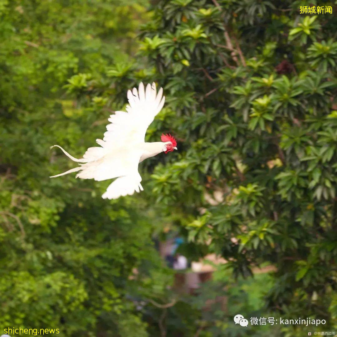 新加坡一白羽公鸡姿态优美飞过河,网友惊呼真“飞鸡”