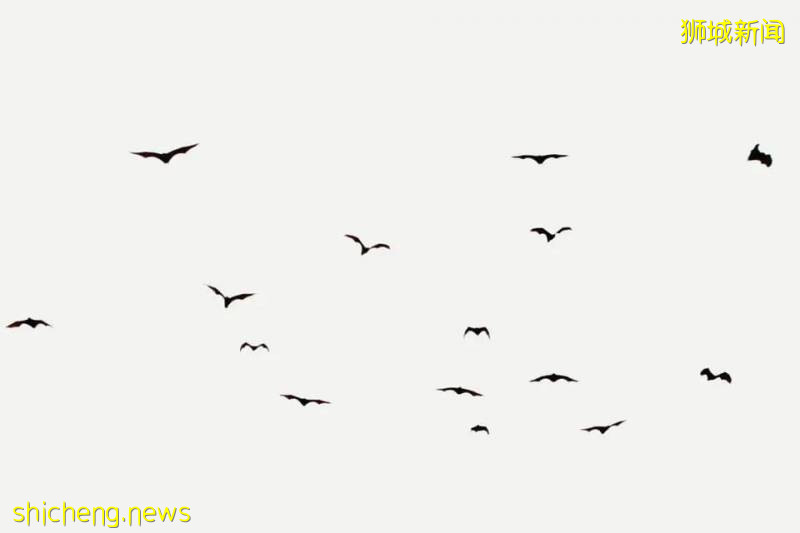 又“狂”又“野”的新加坡奇景!天氣多變,生態豐富!