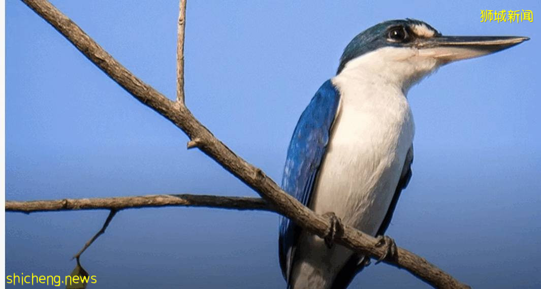 實拍!濱海灣花園新景點+聖淘沙首個“天空喜立”開放